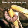 Cutworms